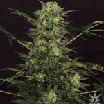 MK Ultra Seeds