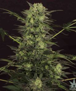 MK Ultra Seeds