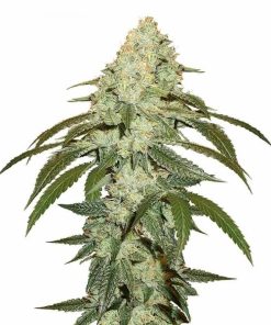 OG Kush Seeds