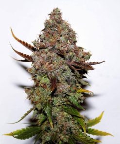 Original Skunk #1 Seeds