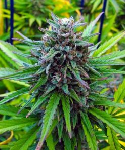 Power Plant Seeds