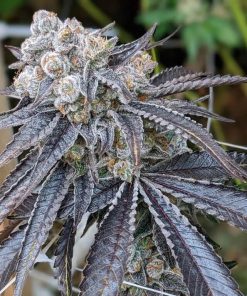 Purple Gelato Seeds