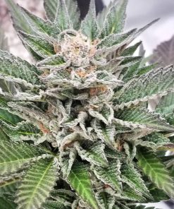 Shiskaberry Seeds