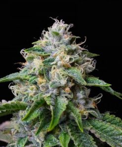 Skywalker OG Seeds