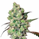 Super Skunk Seeds