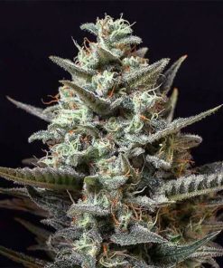 Sweet Tooth Seeds