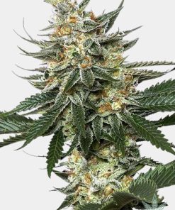 Tangie seeds