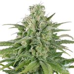 UK Cheese Seeds