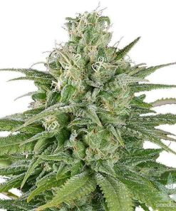 UK Cheese Seeds