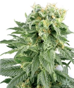White Rhino Seeds