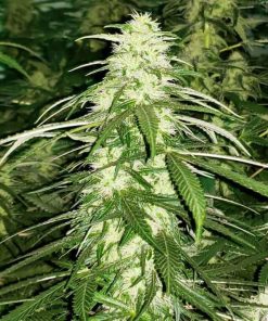 White Russian Seeds